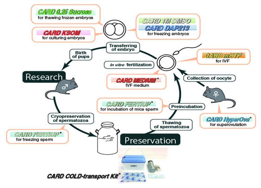 小鼠排卵誘導試劑