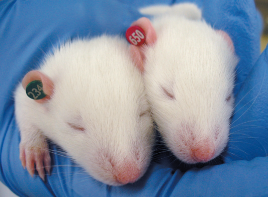 動物用耳標 1